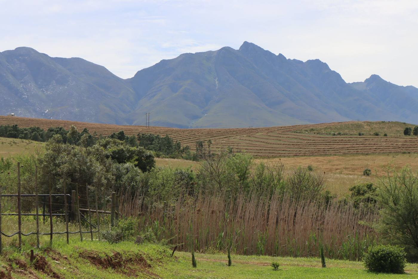 Reeds and bush in the foreground, with the Langeberg rising behind the fields