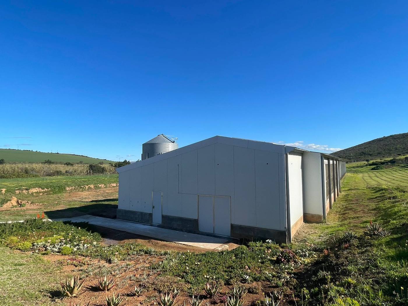 The end of a layer house with its feed silo, beside a planted bank