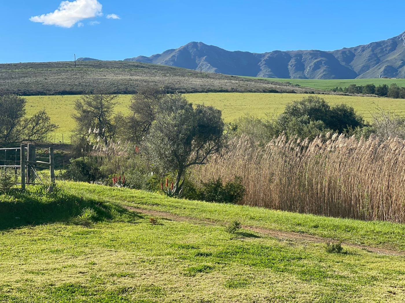 Olive trees and reeds below the house, with green fields and the Langeberg beyond